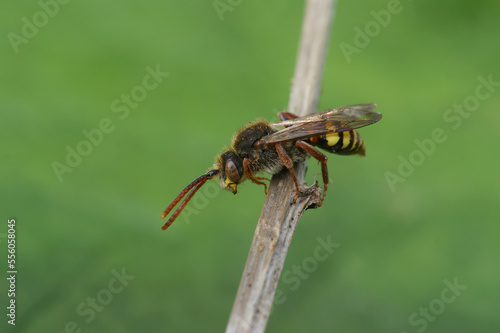 Detailed closeup on a red-eyed female Early nomad cuckoo bee, Nomada leucopthalma sitting on a twig photo