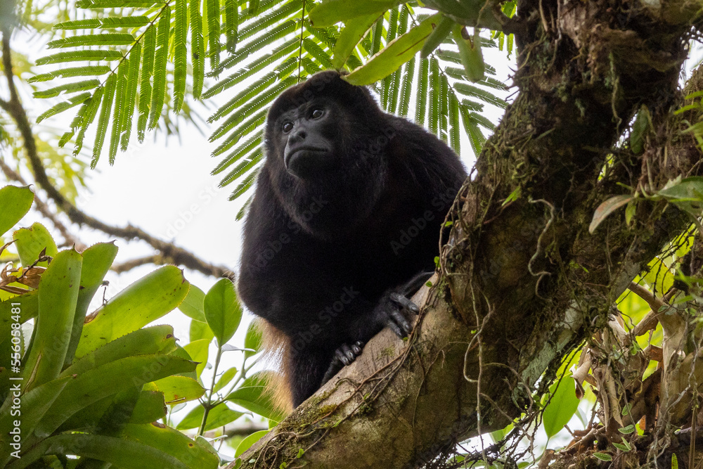Fototapeta premium Ein männlicher Mantelbrüllaffe frontal im Regenwald von Costa Rica