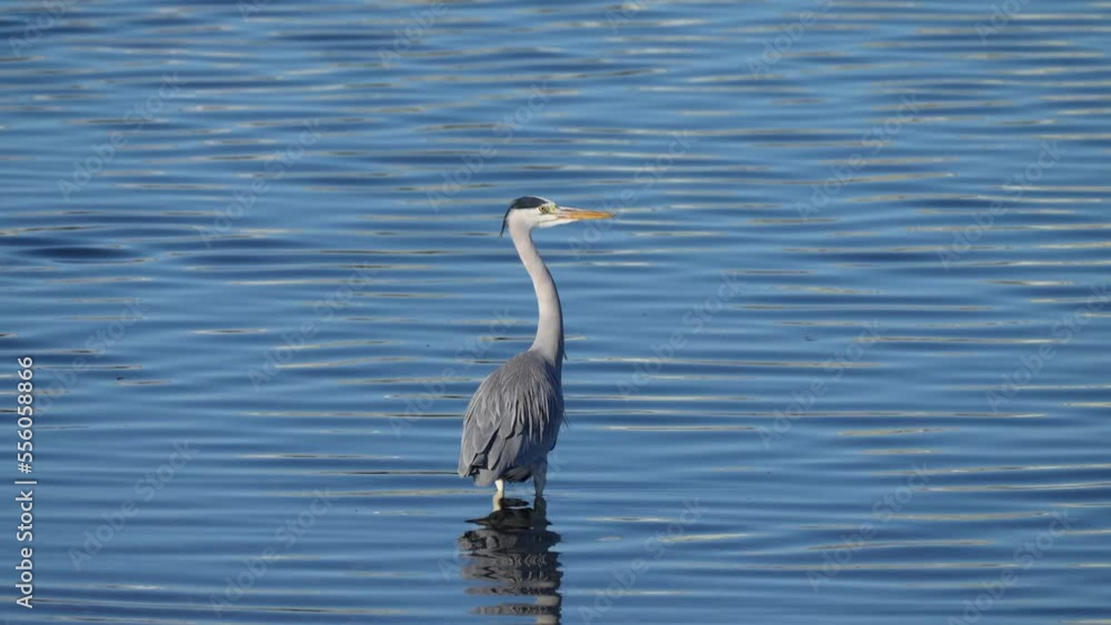 grey heron in a pond grey heron in a pond