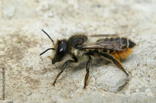 Closeup on a female Willowherb leafcutter bee, Megachile lapponica photo