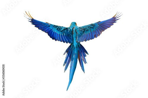 Colorful flying parrot isolated on transparent background png file