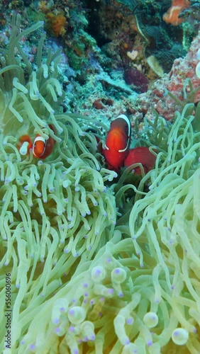 Vertical video of spine-cheek anemonefishes swimming in their anemone photo