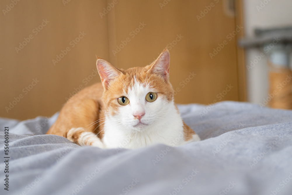 見つめる猫 茶トラ白 見つめる猫 茶トラ白