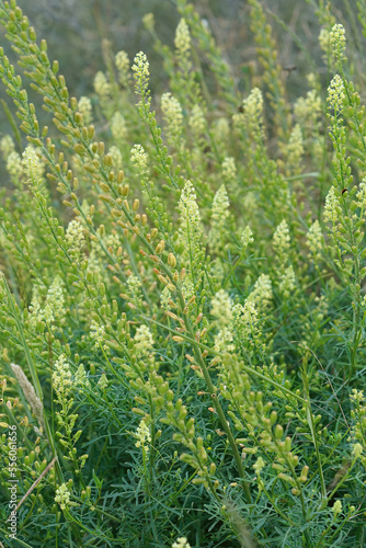 Closeup on a flowering wild yellow mignonette plant, Reseda lutea, in the field photo