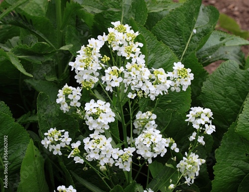 White horseradish fowers close up in organic garden. Blooming horseradish, lat. Armoracia rusticana, a perennial vegetable plant, in spring.