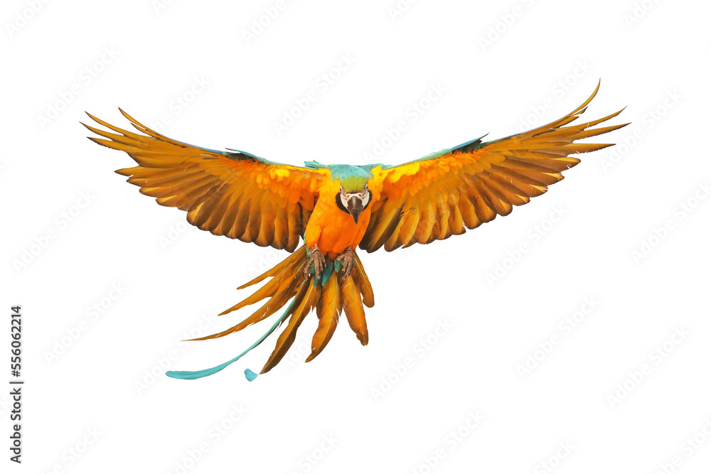 Fototapeta premium Colorful flying parrot isolated on transparent background.