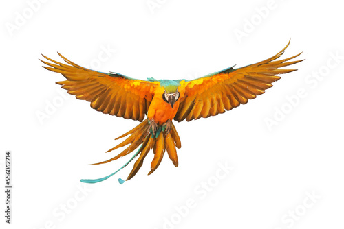 Colorful flying parrot isolated on transparent background.