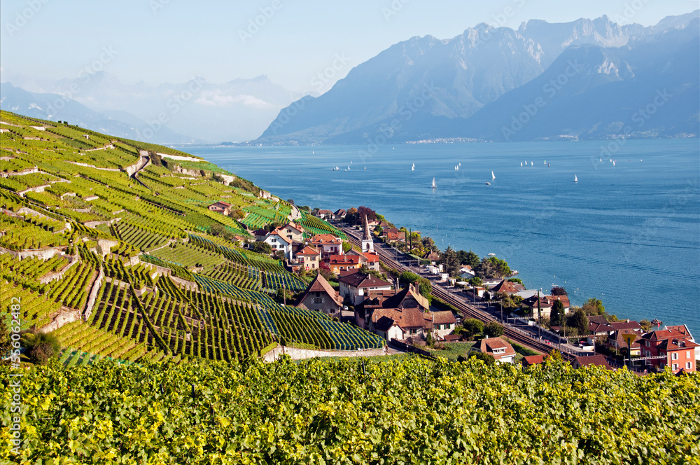UNESCO World Heritage site - Lavaux vineyards on terraces, Cully on Geneva Lake shore, Lac Leman, Alps in background, Swiss Romandy, Swiss Riviera, canton Vaud, VD, Switzerland, Europe 