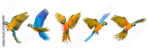 Set of macaw parrot flying isolated on transparent background. © Passakorn