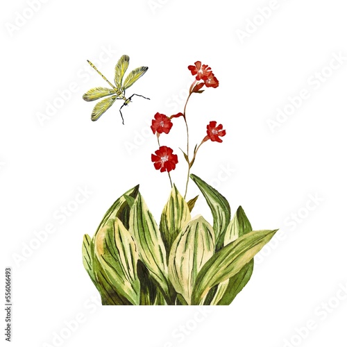Flower red insect dragonfly grass green watercolor
