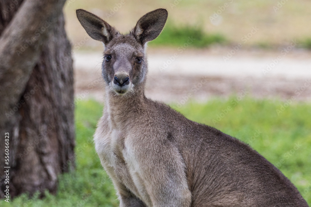 Eastern Grey Kangaroo in Victoria, Australia