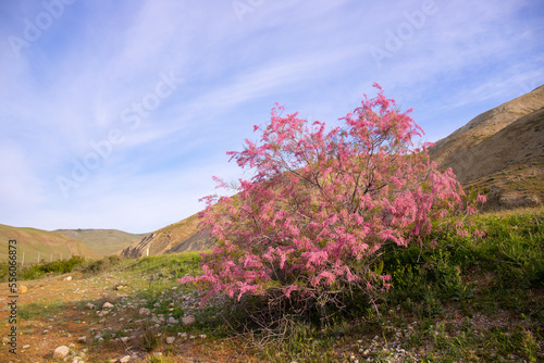 Beautiful blooming tamarisk in the mountains.