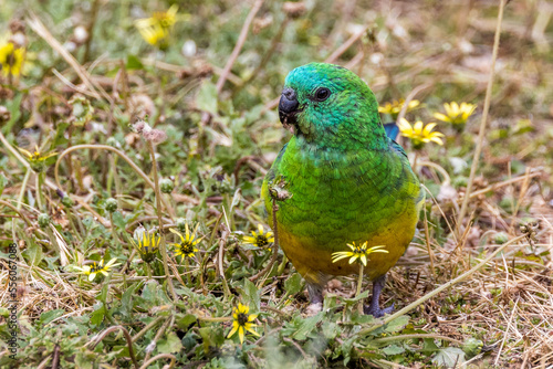 Red-rumped Parrot in Victoria, Australia
