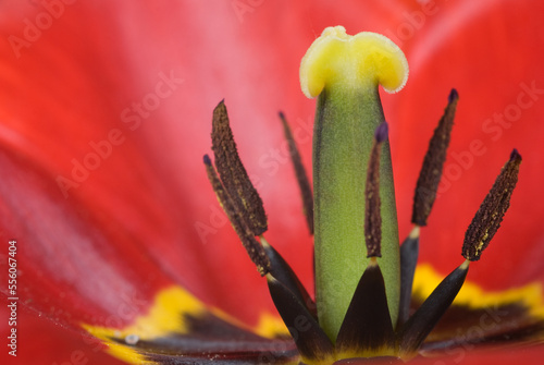 Fotografi Masculine and feminine