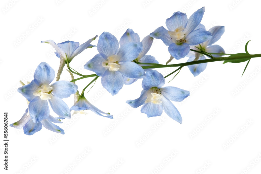 Fototapeta premium Delphinium