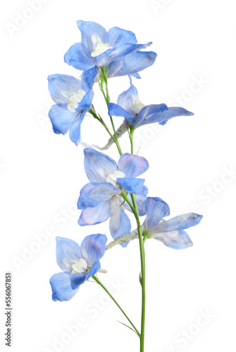 Delphinium on white