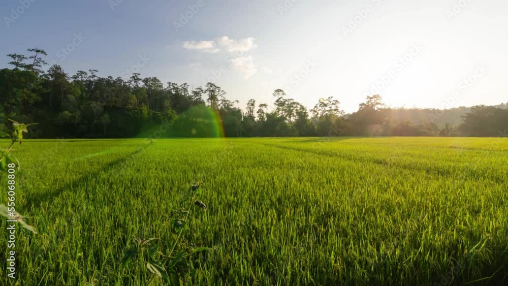 timelapse rice fields in harvesting season with sunset,rice fields view of golden rice agricultural fields with background of green natural mountain range under sun flare when sunset sky time timelapse rice fields in harvesting season with sunset,rice fields view of golden rice agricultural fields with background of green natural mountain range under sun flare when sunset sky time