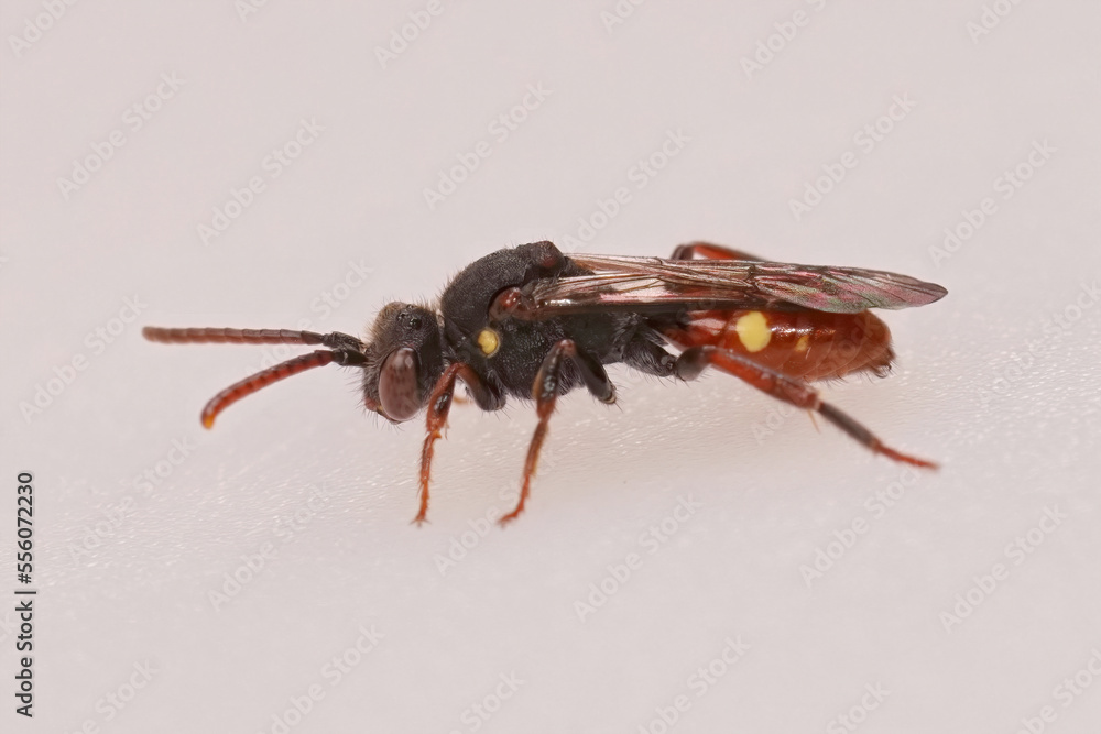Closeup on a female Yellow shouldered nomad bee, Nomada ferruginata , on a white background Closeup on a female Yellow shouldered nomad bee, Nomada ferruginata , on a white background