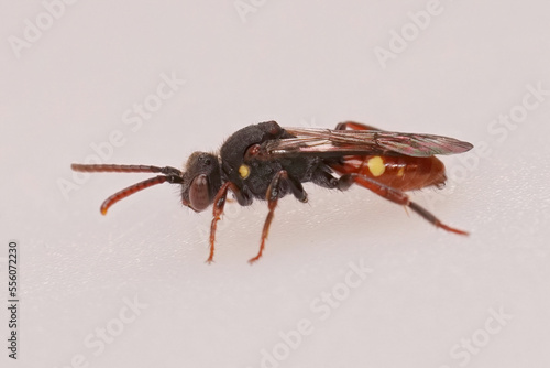 Closeup on a female Yellow shouldered nomad bee, Nomada ferruginata , on a white background photo