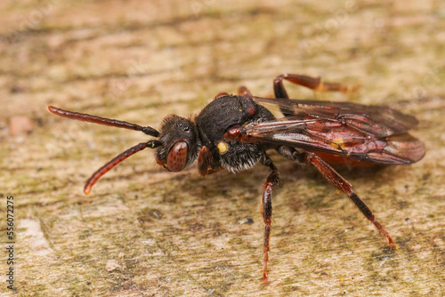 Closeup on a female Yellow shouldered nomad bee, Nomada ferruginata , sitting on wood photo