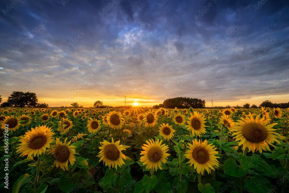 Obraz premium Summer sunset over filed of sunflowers