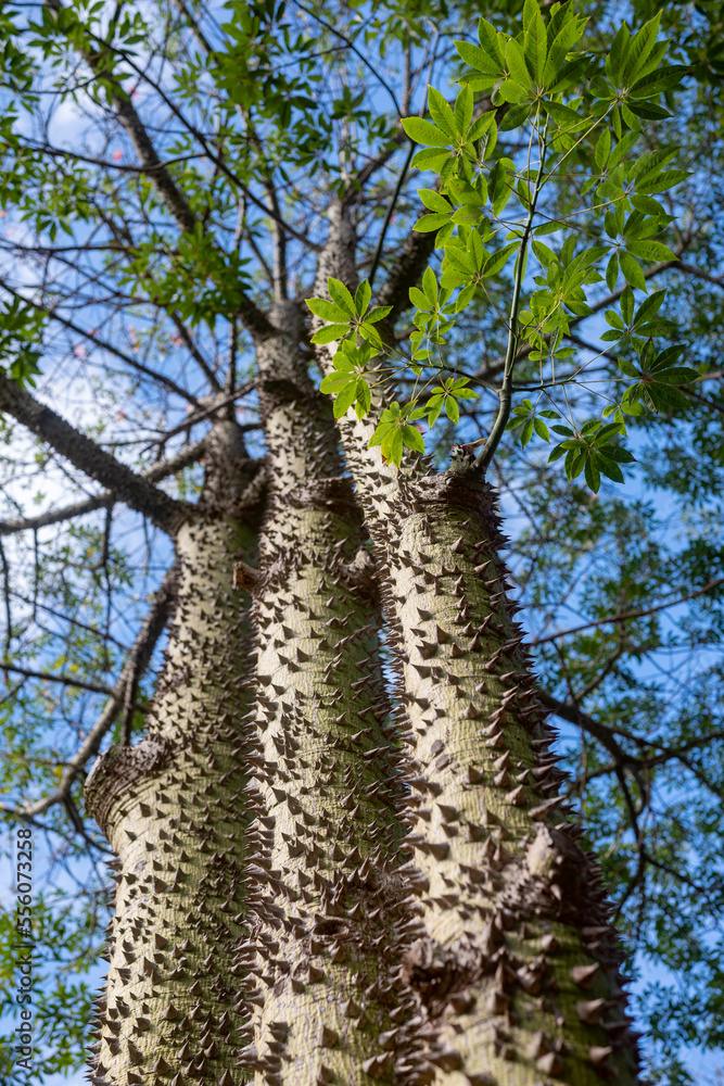 Fototapeta premium Floss silk tree on blue sky background. Thorny bark texture and green leaves