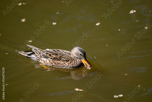 Close Up Female Duck Swimming In The Water At Amsterdam The Netherlands 9-5-2020