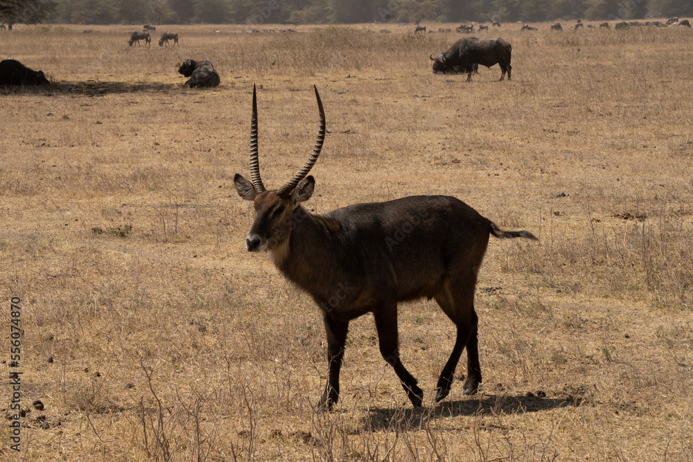 Fototapeta premium A Male Water buck in the Savannah