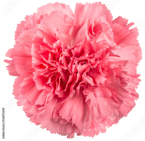 Fényképezés PNG Carnation flower pink isolated