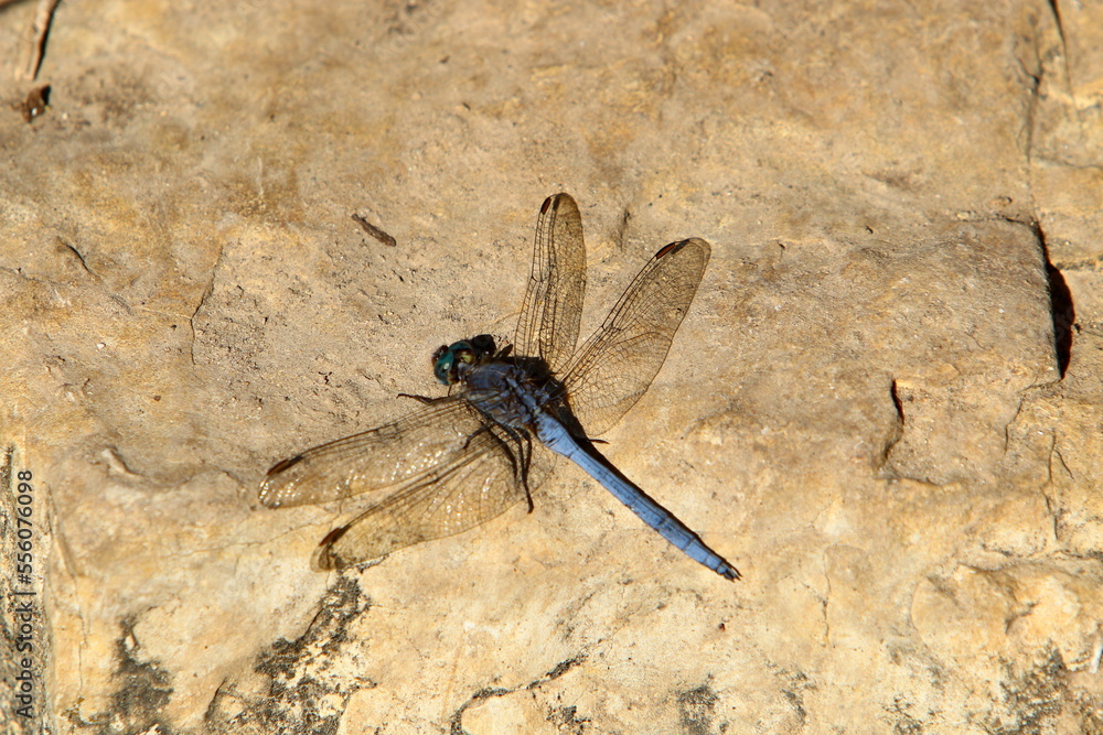 Flying insect dragonfly in the city park. Flying insect dragonfly in the city park.