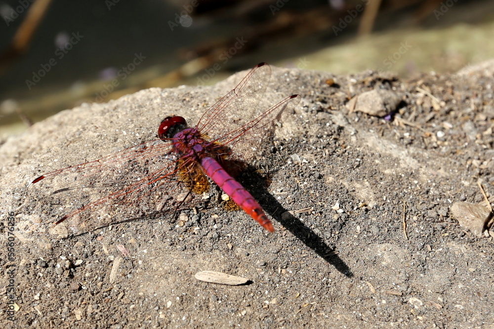 Flying insect dragonfly in the city park. Flying insect dragonfly in the city park.