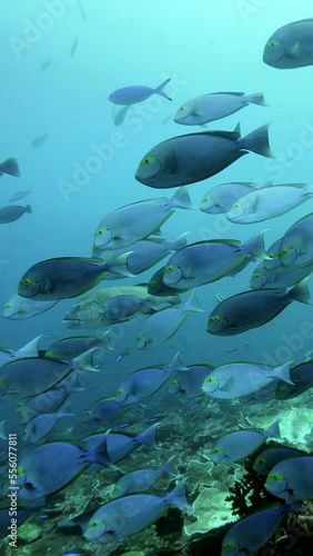 Vertical video of Group of yellowmask surgeonfishes hovering with giant sweetlips photo