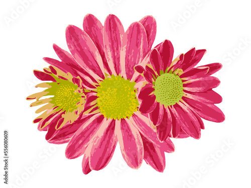pink gerber daisy isolated on white pink red yellow flowers vector flowers for allover print pattern design 