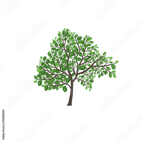 hand drawn tree plant drawing vine isolated vector art green tree isolated on white
