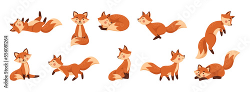 Cute fox, animal in different poses. Red forest characters, cunning foxy wildlife, nature fun standing beautiful mammal. Orange fur color. Isolated mascot set. Vector cartoon tidy illustration