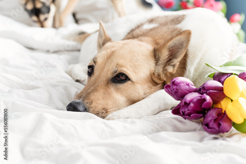Cute dog lying on the bed with a bouquet of tulips © dark_blade