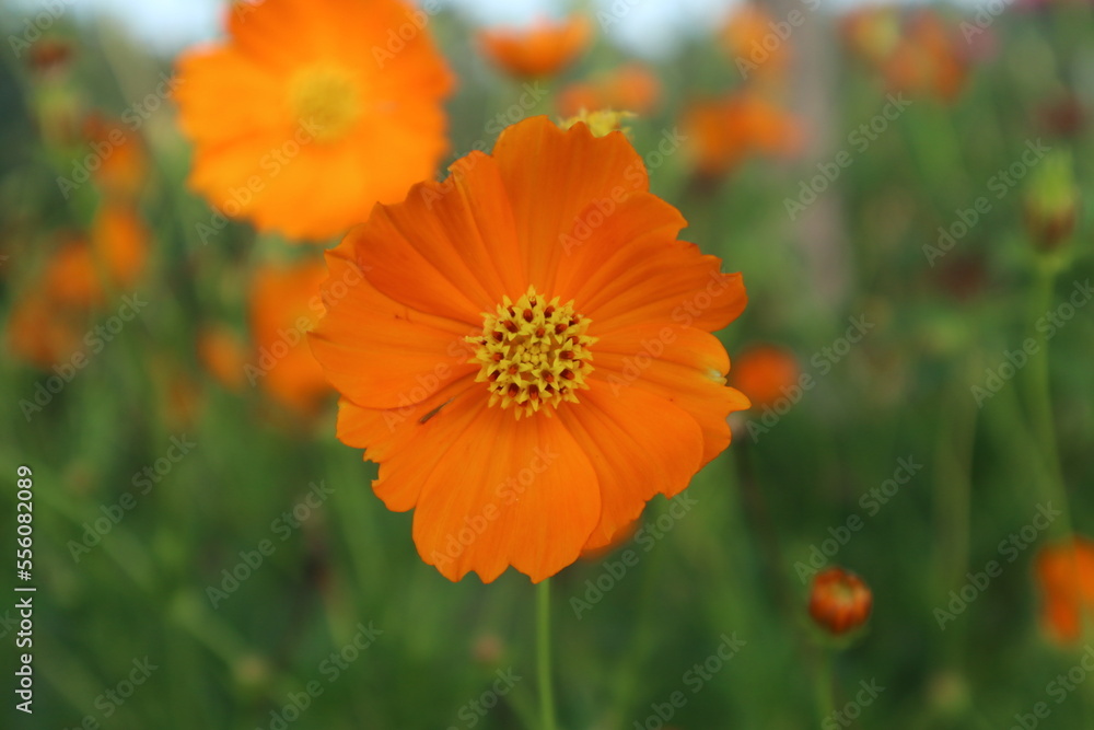Yellow flower is beautiful Yellow flower is beautiful