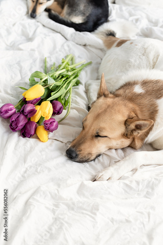 Cute dog lying on the bed with a bouquet of tulips
