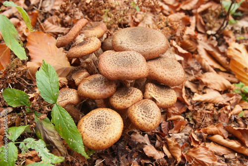 Boletus mushrooms in the forest.