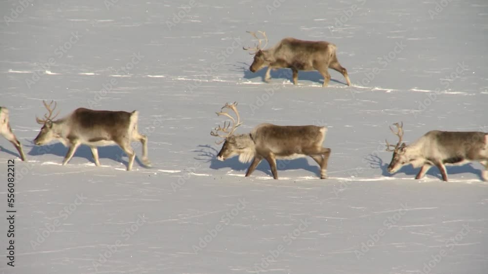 Herd of deer in the winter tundra. Chukotka Herd of deer in the winter tundra. Chukotka