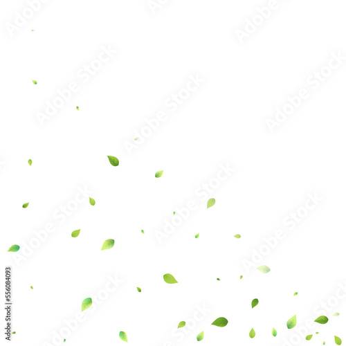 Leaves Green Falling Flying Foliage Leaf Tea Mint