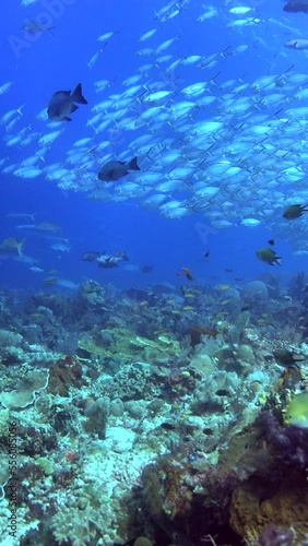 Wallpaper Mural Vertical video of healthy hard and soft coral reef with clouds of tropical fishes over it Torontodigital.ca