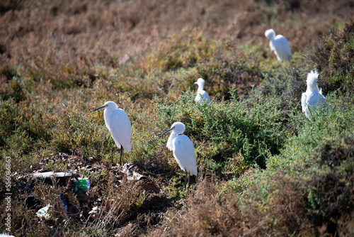 Egrets Near Pollution photo