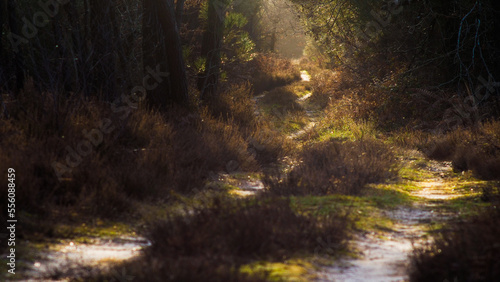 Chemin de terre, serpentant dans la forêt, mis en valeur par le crépuscule © Anthony