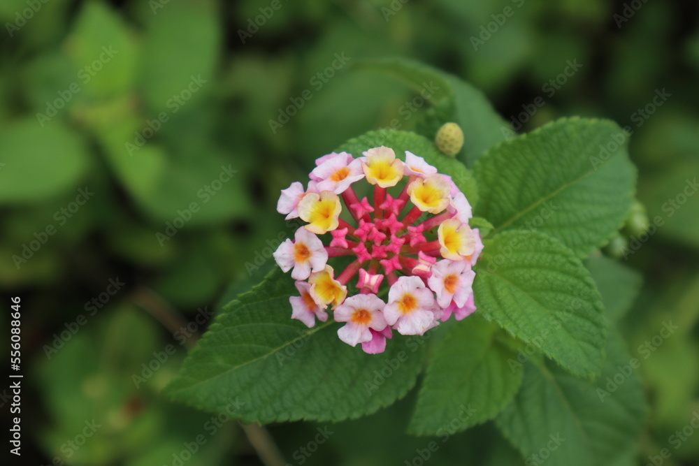 Little flower looks beautiful Little flower looks beautiful