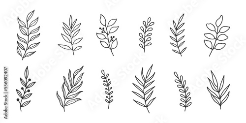 Botanical leaves floral vector hand drawn doodle line elements