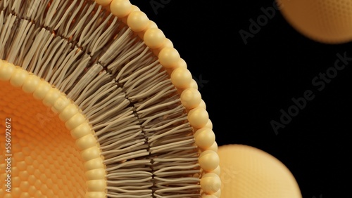 Close up liposome circular bilayer structure membrane. 3d illustration