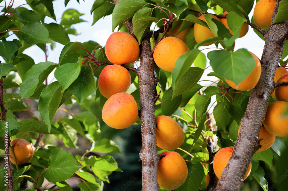 Ripe apricots in the orchard Ripe apricots in the orchard