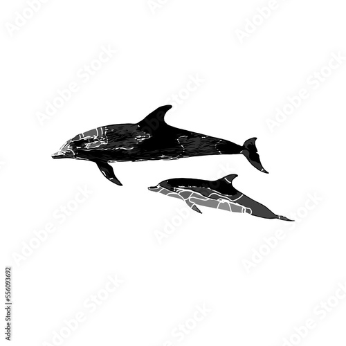 Dolphin black and white drawing design with color border and transparent background