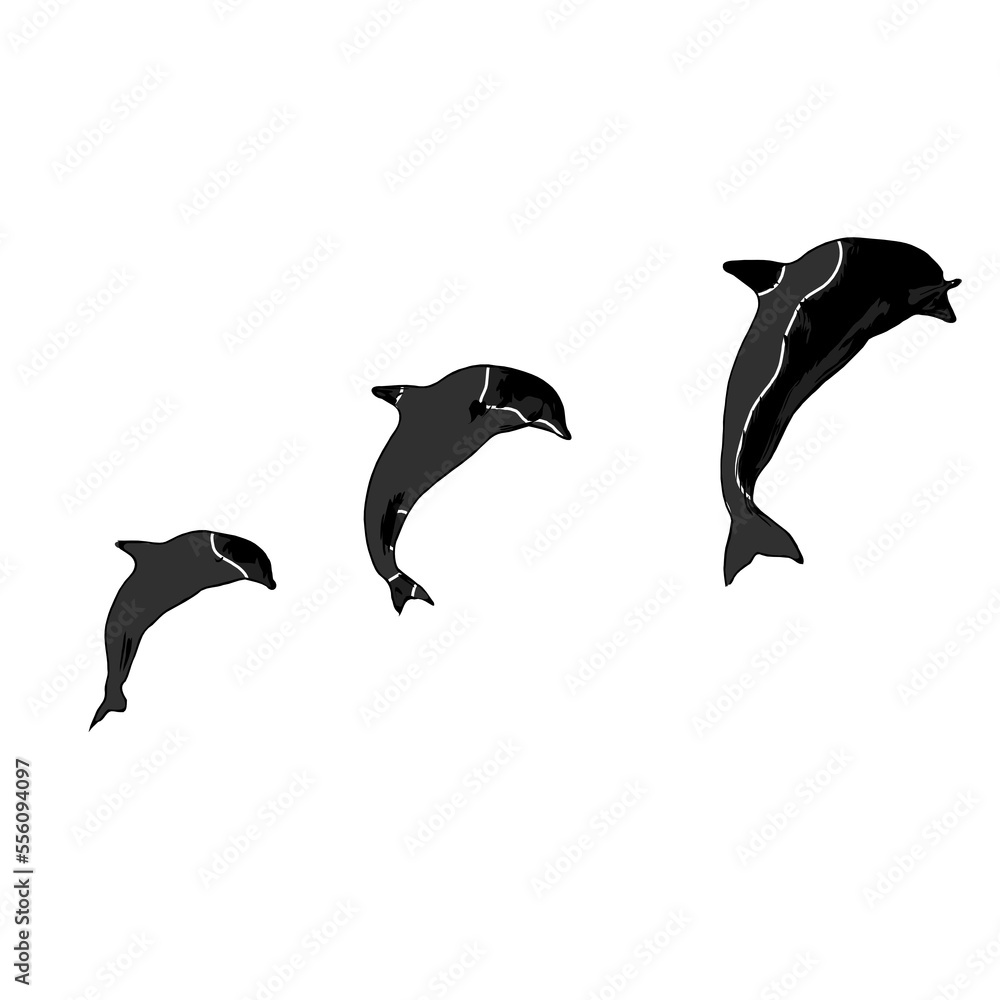 Fototapeta premium Dolphin black and white drawing design with color border and transparent background